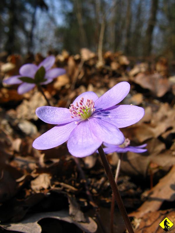 fota 017.jpg - Jednak czasem się nie da. Muszę się zatrzymać i zrobić fotkę. Widać, że wiosna stara się wyrwać z objęć zimy, która nie chce odejść i walczy niskimi temperaturami i opadami deszczu.